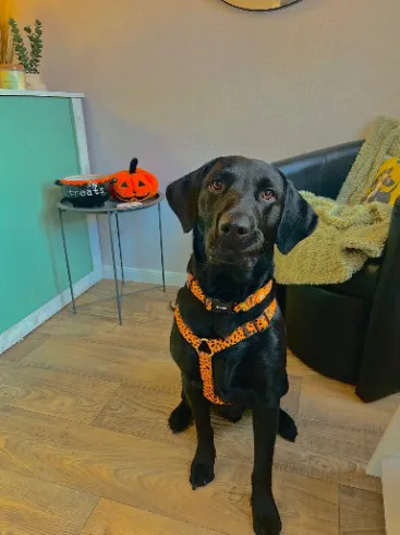 459185635_122184811628077359_5647976205081612036_n.webp Client 459185635_122184811628077359_5647976205081612036_n.webp