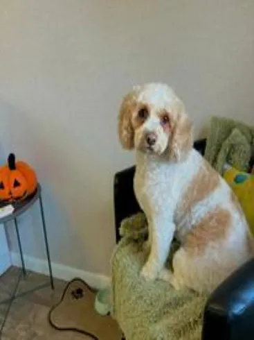 459912905_122185764758077359_3230617922163483007_n.webp Client 459912905_122185764758077359_3230617922163483007_n.webp