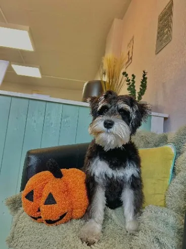 461493356_122188153766077359_5434711425236522786_n-2024-09-30-18-54-22.webp Client 461493356_122188153766077359_5434711425236522786_n-2024-09-30-18-54-22.webp